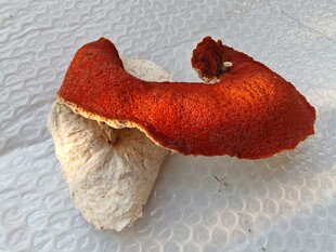 鲜红陈皮特写