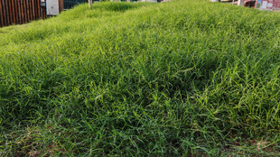 翠绿草地