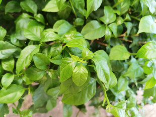 翠绿繁茂的生机植物
