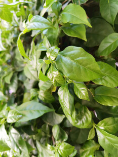 翠绿繁茂的生机植物墙