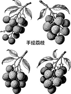 手绘荔枝图