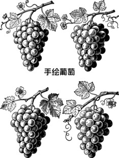 手绘线描葡萄图案