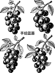 手绘蓝莓