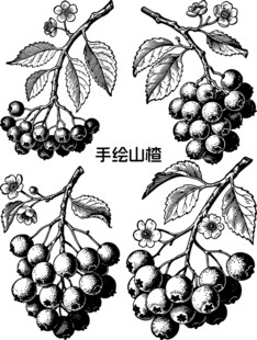 手绘山楂图案