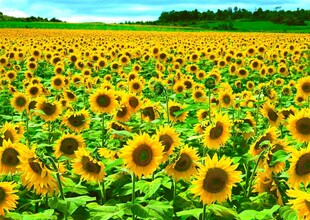向日葵花海