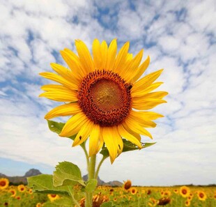 阳光下的灿烂向日葵