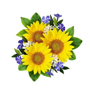 向日葵与蓝花的美丽组合