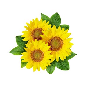 四朵向日葵与绿叶