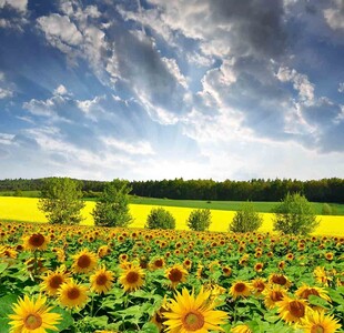 向日葵花海的灿烂风光