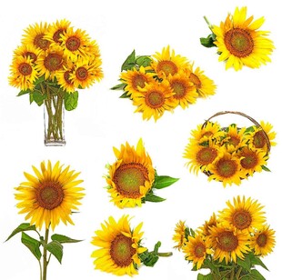 向日葵花卉素材集合