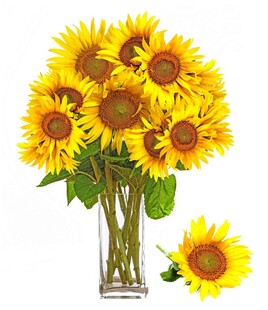 花瓶中的向日葵插花