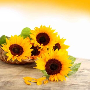 木桌上盛放的鲜艳向日葵