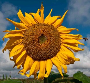 阳光下的灿烂向日葵