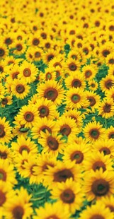 金黄向日葵花海