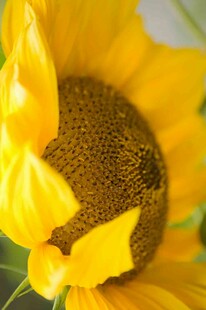 绽放的向日葵特写