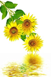 向日葵倒影