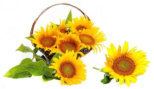装满向日葵的精美篮子