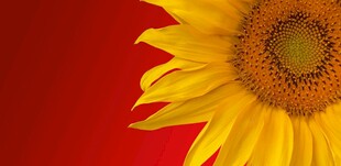 红色背景上的单朵向日葵