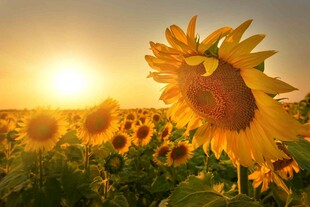 夕阳下的向日葵花海