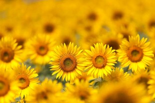 灿烂向日葵花海