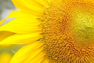 特写向日葵的明艳花盘