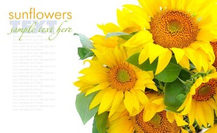 鲜艳向日葵绽放美丽