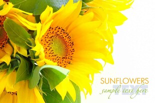 绽放的向日葵花朵