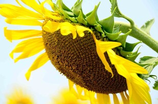 向阳而生的灿烂向日葵