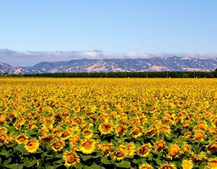 金色向日葵花海田园风光