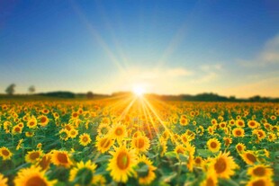 阳光照耀下的向日葵花海