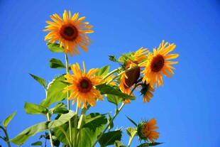 蓝天映衬下的灿烂向日葵