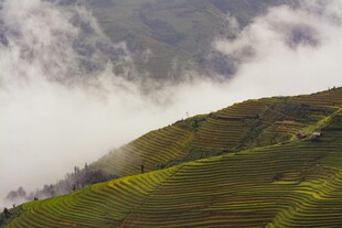 云雾缭绕的翠绿梯田美景