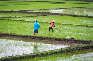 农民田间劳作场景
