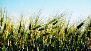 金黄麦田 微风拂动麦浪