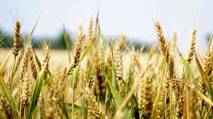 金黄麦田 丰收的希望