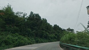 蜿蜒山路旁的葱郁树林