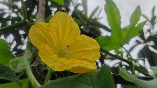 黄色丝瓜花绽放