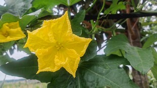 黄色五角星状丝瓜花
