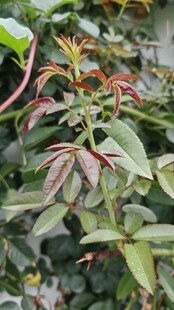 多彩叶片植物特写