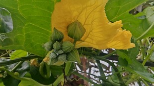 黄色南瓜花与花蕾