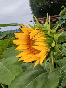 绽放的向日葵