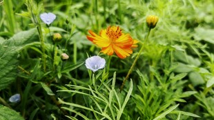 宿根天人菊