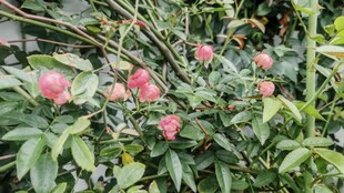 绽放的粉色花朵与绿叶
