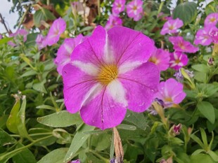 娇艳粉色牵牛花绽放