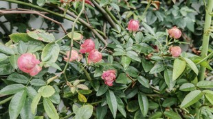 粉色山茶花绽放绿叶间
