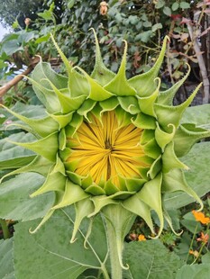 绿色向日葵花苞