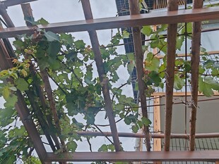 藤蔓缠绕的木质棚架景观