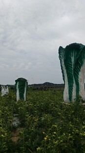 田野中绿色白菜雕塑