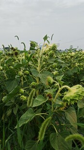 绿意盎然的田间向日葵植株