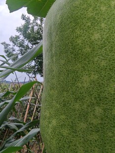 巨大青皮冬瓜特写